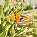 Beachfront Gardenmare By Dadovillas Litheres