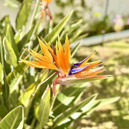 Beachfront Gardenmare By Dadovillas Litheres