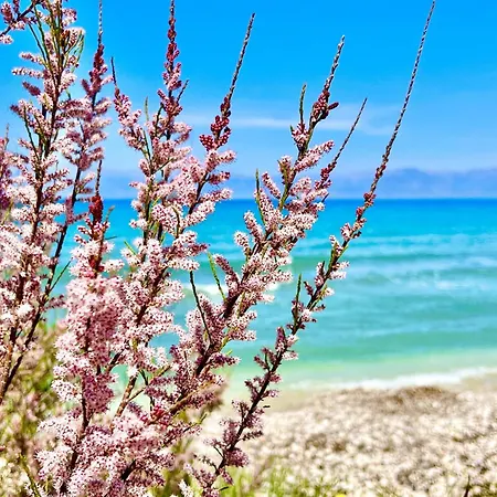 Beachfront Gardenmare By Dadovillas * Litheres